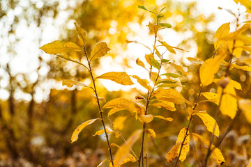 Canvas Print - yellow autumn leaves against the setting sun