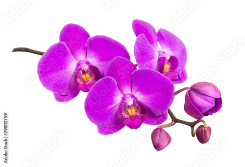 Moth orchid on white