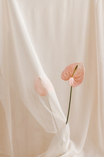 Minimal Pink Flower Against Fabric Background