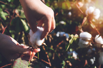 collecting cotton from field at sunset