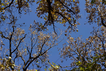 Wall Mural - upward view texture of autumn color tree tops with clear blue sky background