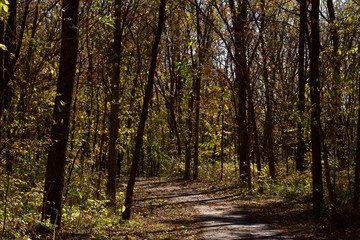 Wall Mural - landscape view of a paved walking trail leading into a forest on a sunny autumn day