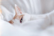 © Laura Stolfi/Stocksy - White cat eye looking at camera through bed sheets