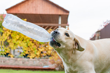 Dog Labrador playing in the yard