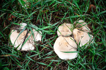 White milk mushroom in wet grass in a forest.