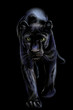  Panther. Artistic, sketchy, color portrait of a walking panther on a black background.