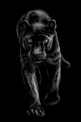 Wall Mural - panther. artistic, sketchy, black and white portrait of a walking panther on a black background.
