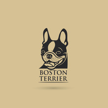 Boston Terrier Dog - Vector Illustration