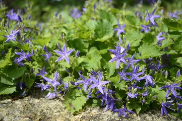 Wall Mural - Closeup Campanula fenestrellata known as adriatic bellflower with blurred background in rocky garden