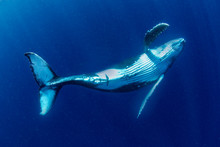 A One Month Old Humpback Whale Swimming Underwater