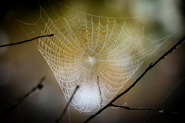 web in morning dew