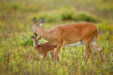 White-tailed Deer With Fawn