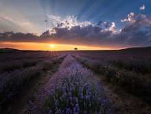 Lavender Field Free Stock Photo - Public Domain Pictures