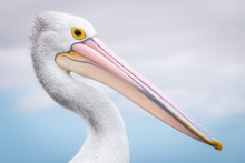 Close Up Of Pelican