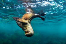 Sea Lion Playing In Sea