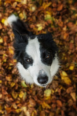 Wall Mural - Border collie dog sitting in colorful autumn leaves