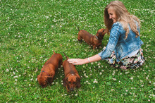 Woman Playing With Three Dachshunds