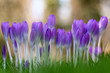 © Marcel/Stocksy - Crocus in spring