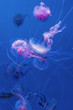 © brkati krokodil/Stocksy - Jellyfish In The Aquarium