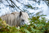 Wild dartmoor pony eating vegetation