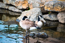 Gorgeous Pair Of Geese Enjoying The River Bank At Drake Park In Central Oregon