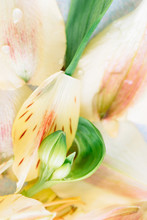 Yellow And Peach Petals And Closed Green Bud Of Peruvian Lilies Close Up