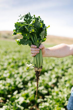 Man's Hand Holding Vegetable Crop In Field