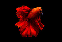Capture The Moving Moment Of Fighting Fish Isolated On Black Background ( Betta Fish )