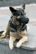 German Shepherd War-Dog