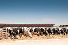 Feeding Time For The Milk Cows On A Dairy Farm.