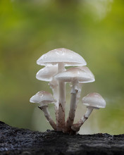 Bunch Of White Mushrooms On A Green Blurred Background, Porcelain Fungus