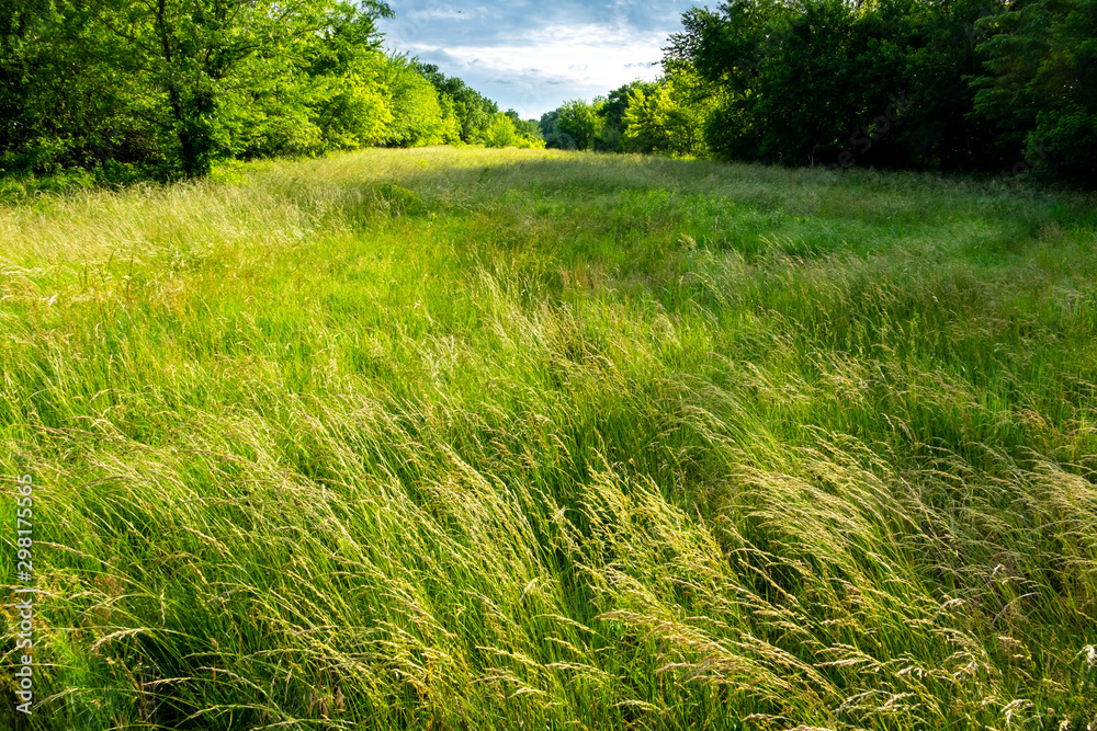 This beautiful prairie scene filled with tall Blue Stem grass and lined ...