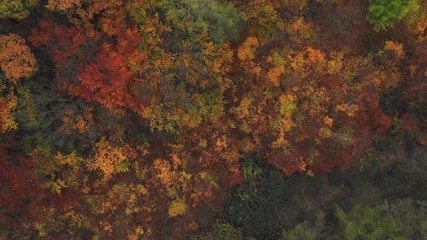 Wall Mural - Aerial top down flying above colorful autumn forest with fog. 4K