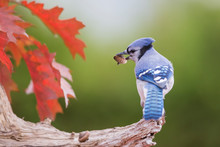 Blue Jay In Autumn