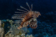 © yeshaya - Lion fish in the Red Sea colorful fish, Eilat Israel