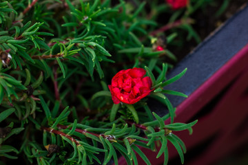 Red flower bud in the garden. Floral background.