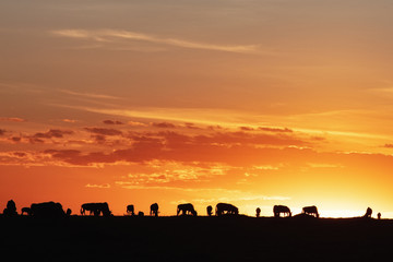 Wall Mural - sunset silhouette wildebeest in africa