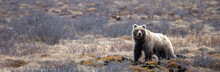 Young Grizzly Bear Scavenging In The Mountain In Denali National Park In Alaska United States