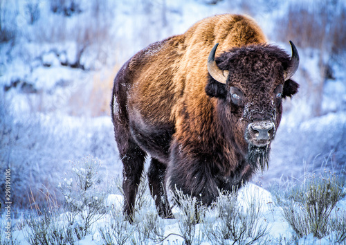 Cuadros en Lienzo Big male byzon standing in the snow and staring at camera
