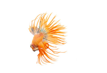 Siamese fighting fish (Betta splendens)