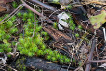 Juniper Moss Covering Forest Floor