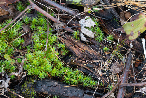 juniper moss covering forest floor