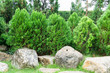 The Japanese pine trees in the garden