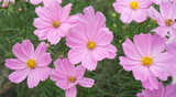 Fototapeta Maki - Beautiful pink flowers blooming