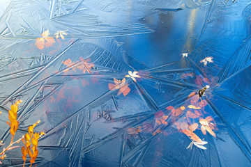 Wall Mural - colorful autumn leaves frozen in ice. natural autumn background with first ice on the surface of the
