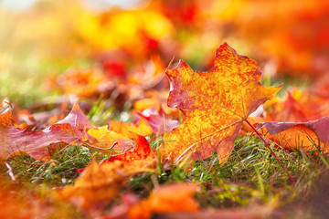 Wall Mural - closeup of colorful autumn maple tree leaves on the ground. fall nature background with copy space.