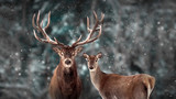 Fototapeta Zwierzęta - Noble deer family in winter snow forest. Artistic winter christmas landscape. Winter wonderland.