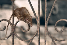 The Brown Rat Climbs The Temple Fence.