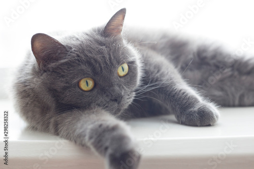 english gray cat