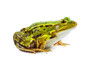 Male green Frog on white